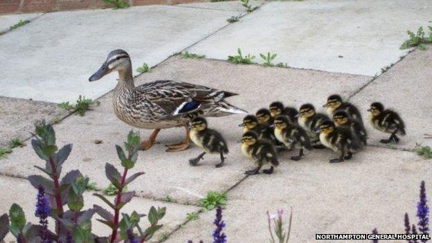 Northampton General Hospital ducks