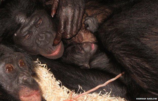 Cheka and baby bonobo