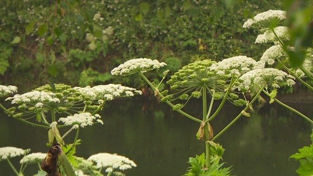 Giant Hogweed