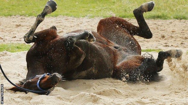 Nakeeta takes a roll in the sand during the Werribee International Gallops at Werribee Racecourse