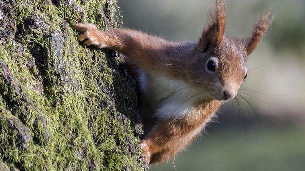 Red squirrel