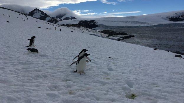 penguins