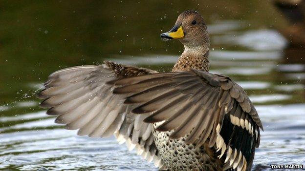 Pintail