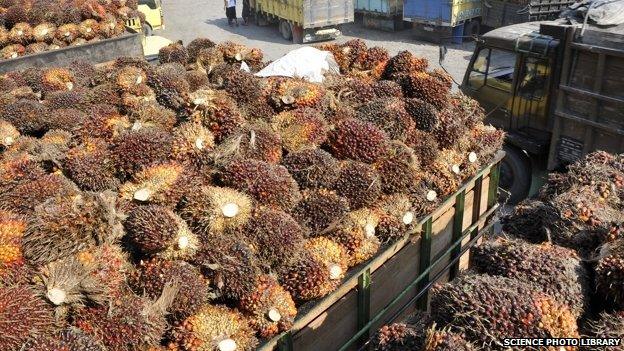 Harvested oil palm fruit at a processing facility in Sumatra, Indonesia