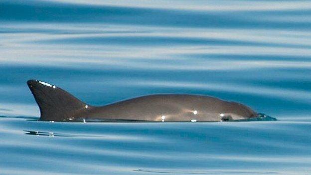 Porpoise in undated image