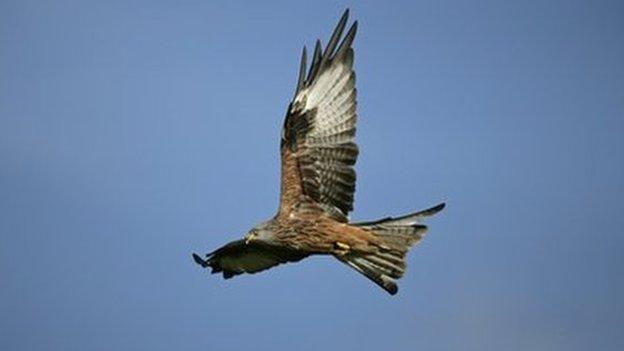 Red kite