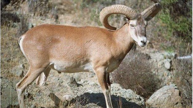 mouflon