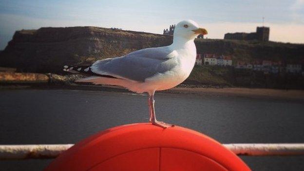 A Herring Gull