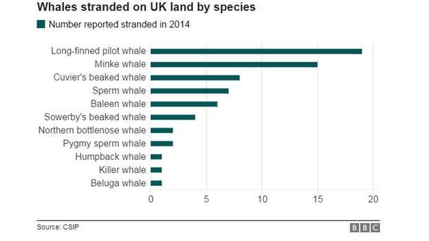 Whale strandings