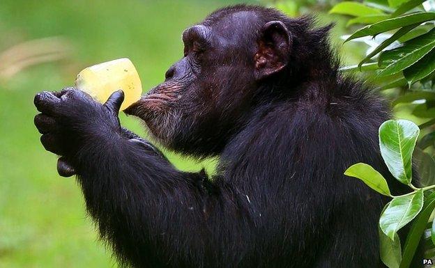 A chimpanzee cools down with an ice lolly at Chester Zoo