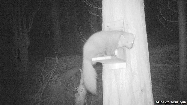 Pine marten