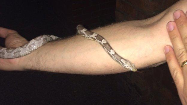 Corn snake