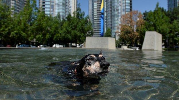 Dog cooling down in a park pond