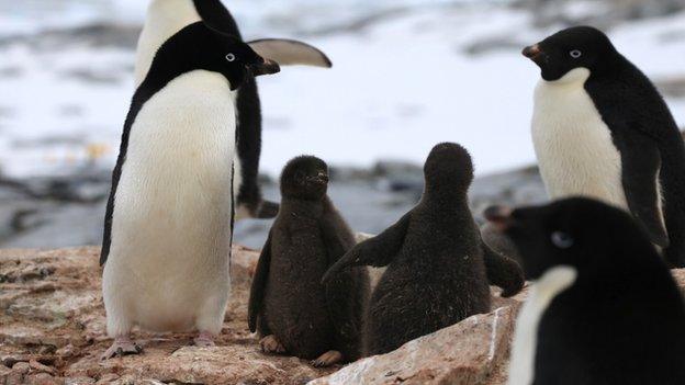 Adelie Penguins (c) Victoria Gill