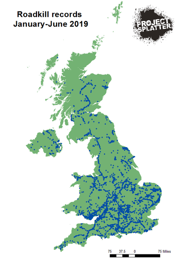 Map of roadkill records in 2019 until the end of June