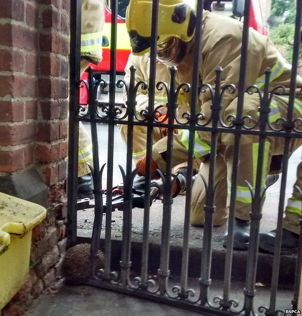 Firefighters rescuing a hedgehog