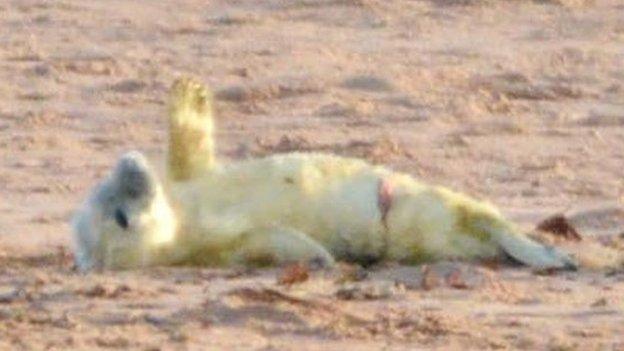 Seal pup