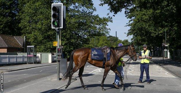 Lady Aurelia crosses the road at Ascot in 2017