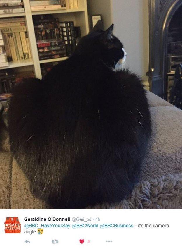 Picture of cat with big rear with words stating "It's the camera angle"