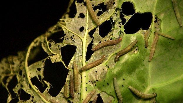 Moth larvae