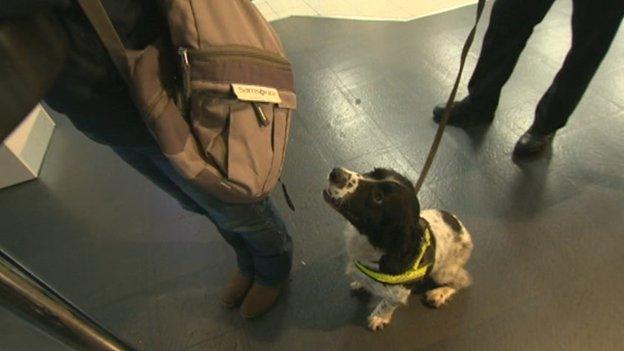 Diesel the dog being trained at Luton Airport