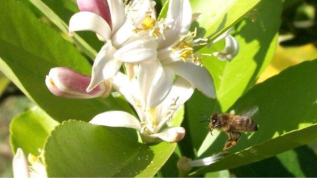 Caffeinated plants give bees a buzz - BBC News