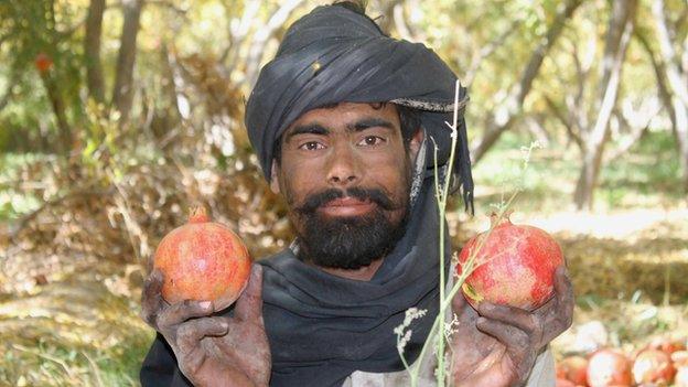 Pomegranates are seen as a profitable alternative to the illegal opium crop