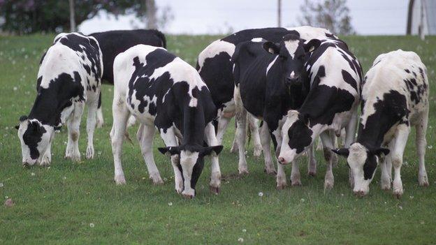 Friesian cows