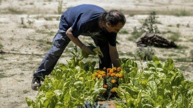 Urban gardener in Madrid