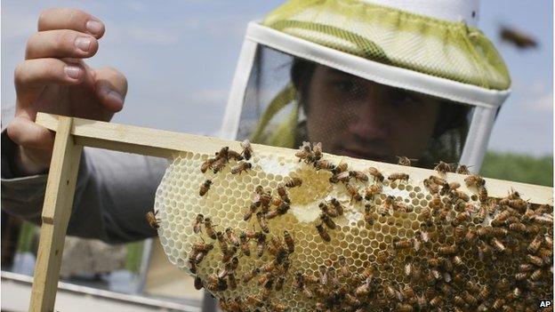 Volunteer Ben Merritt, a graduate student at the University of Cincinnati, checks honey bee hives for queen activity and performs routine maintenance as part of a collaboration between the Cincinnati Zoo and TwoHoneys Bee Co., Wednesday, May 27, 2015