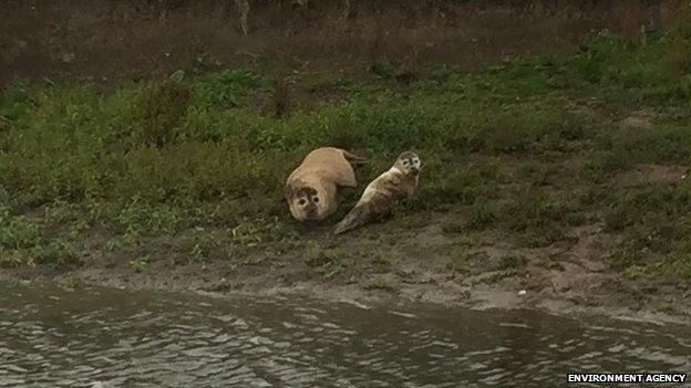 Seals on Bedford Ouse