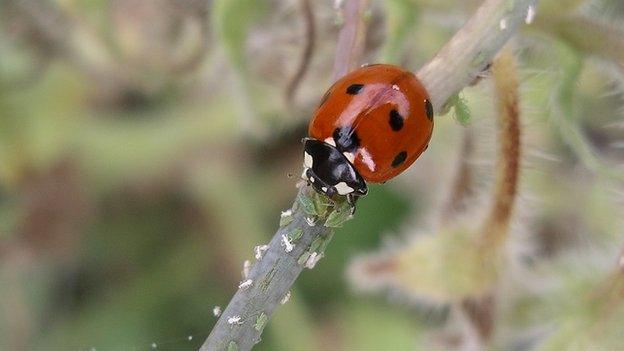 The Seven-spot Ladybird