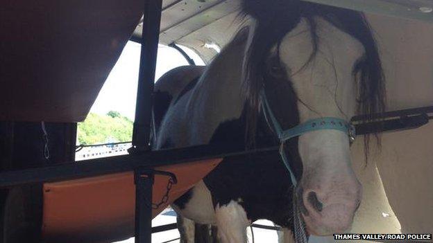 Horse stuck in horsebox