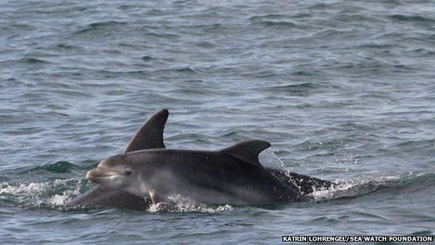 Dolphin and her calf