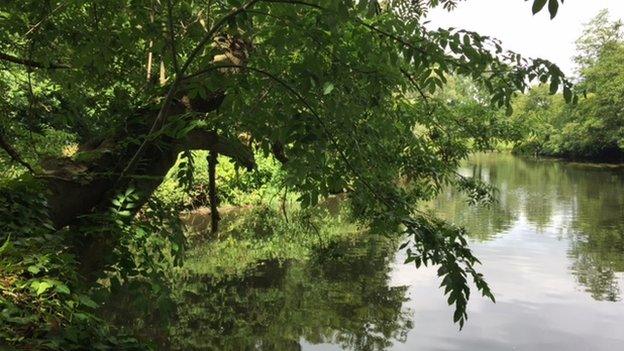 Ash trees, such as this one overhanging the River Lagan in Belfast, are common in Northern Ireland