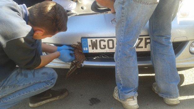 Kestrel in car grille