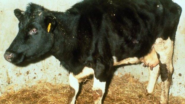 Mad cow
