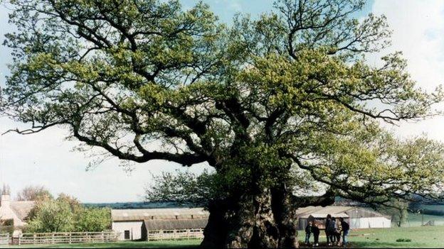 Bowthorpe Oak