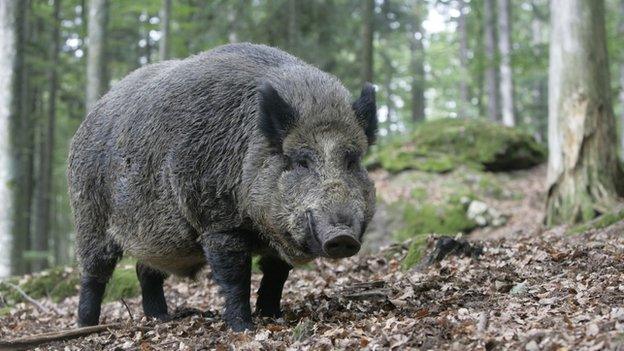 Wild boar