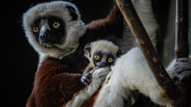 Meet the tiny baby Pygmy Marmosets and other tiny animals - BBC Newsround