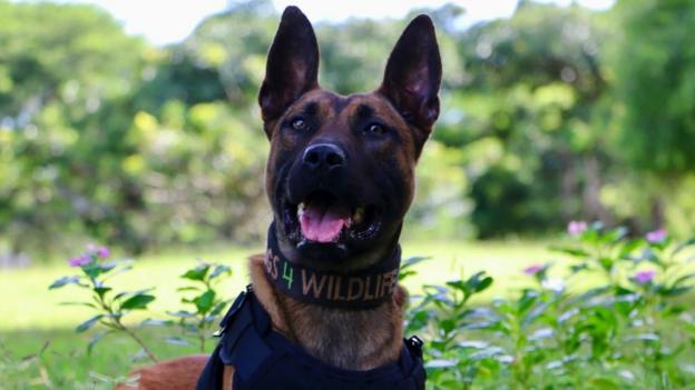 Poaching: Carmarthen-trained dogs protect animals in Africa - BBC News