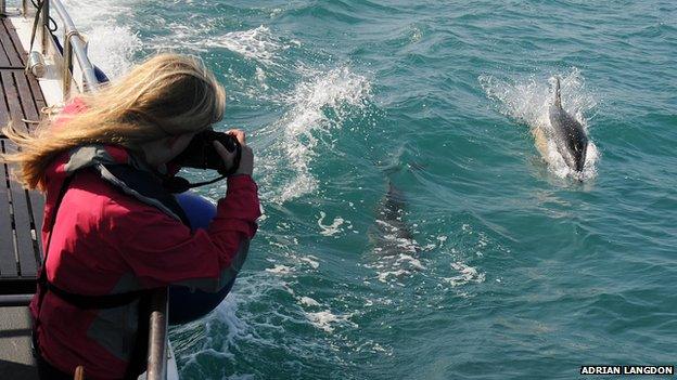 Woman photographing dolphins