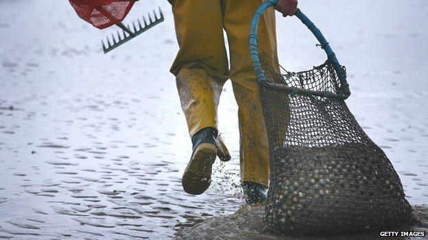 Cockle picker