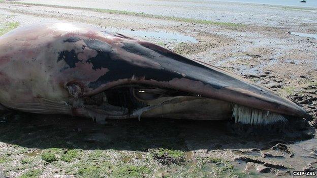 Fin whale body near Harwich