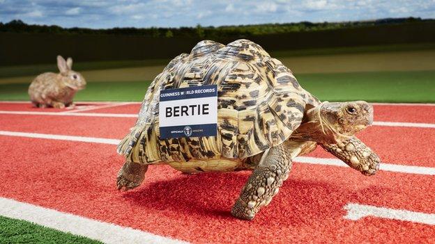 Bertie the tortoise