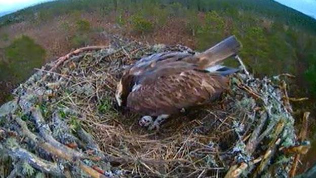 Osprey EJ with egg in nest