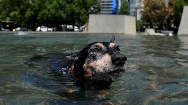 Dog cooling down in a park pond