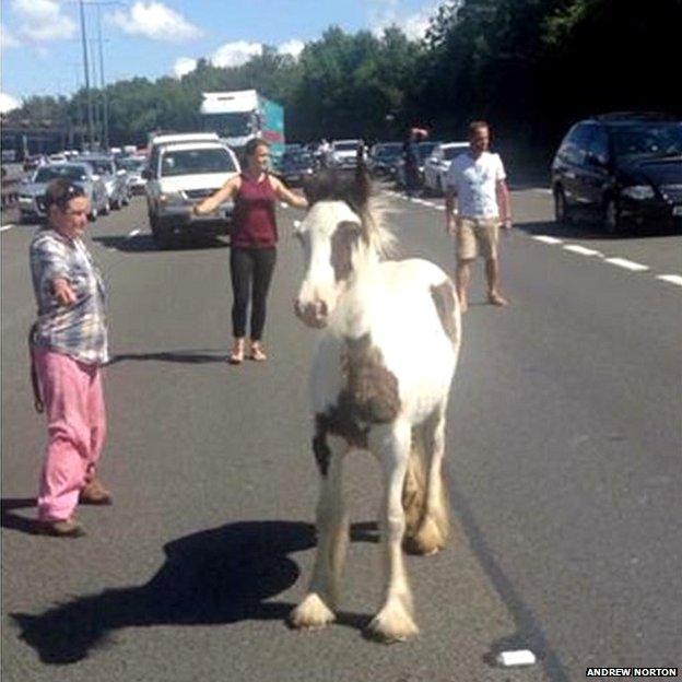 The horse on the M40