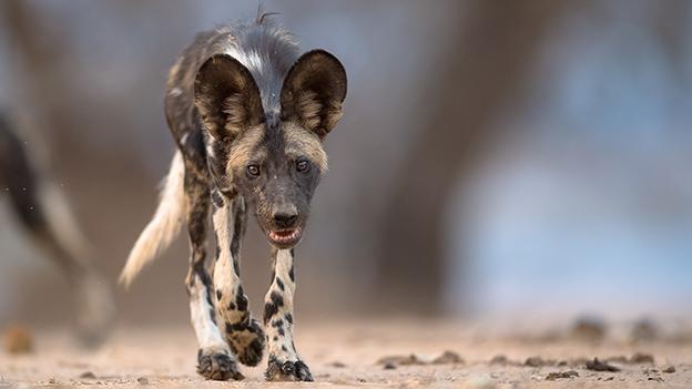 Curious Pup