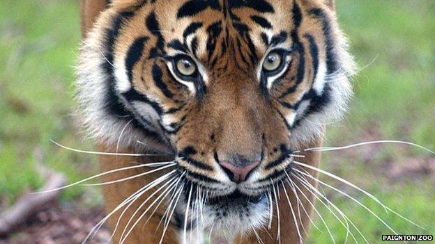 Sumatran tiger Tenang. Pic: Paignton Zoo